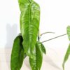 HUGE Philodendron Tenue/Sharoniae Plant