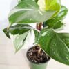 Lg A+ Philodendron White Knight (actual plant)