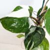 Lg A+ Philodendron White Knight (actual plant)