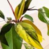 Lg A+ Philodendron Strawberry Shake (actual plant)