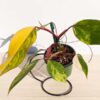 Lg A+ Philodendron Strawberry Shake (actual plant)