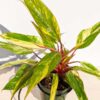 Lg A+ Philodendron Strawberry Shake (actual plant) multi-plant
