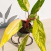 Lg A+ Philodendron Strawberry Shake (actual plant)