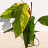 Lg A+ Philodendron Strawberry Shake (actual plant)