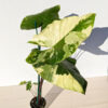 Lg Variegated Black Stem (alocasia macrorrhiza actual plant)