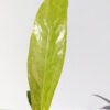 Anthurium Cubense Variegata (actual plant)
