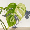 Lg. Monstera Del. Borsigiana Albo Variegata (actual plant)