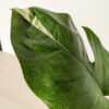 Lg. Monstera Del. Borsigiana Albo Variegata (actual plant)