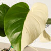 Lg. Monstera Del. Borsigiana Albo Variegata (actual plant)