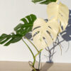 Lg. Monstera Del. Borsigiana Albo Variegata (actual plant)
