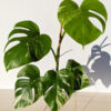Lg. Monstera Del. Borsigiana Albo Variegata (actual plant)