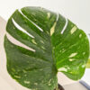 XL Monstera Deliciosa Albo Variegata Large Form (actual plant)