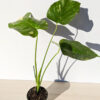 XL Monstera Deliciosa Albo Variegata Large Form (actual plant)