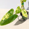 HUGE Philodendron Burle Marx Albo Variegata (actual plant)