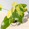 HUGE Philodendron Burle Marx Albo Variegata (actual plant)
