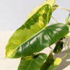 HUGE Philodendron Burle Marx Albo Variegata (actual plant)