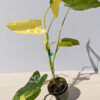 HUGE Philodendron Burle Marx Albo Variegata (actual plant)