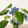Lg A+ Philodendron Cordatum Giant (actual plant)