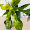 A+ Philodendron Florida Variegated (actual plant)