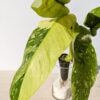 Philodendron IM Becky (actual plant)