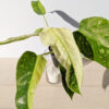 Philodendron IM Becky (actual plant)