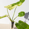 Philodendron IM Becky (actual plant)