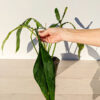 HUGE A+ Philodendron Joepii Plant (Last Big One)