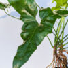 Thaumatophyllum Angela Sport (actual plant)