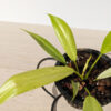 Philodendron Mottled Whipple Way (Actual Plant)