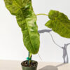 Philodendron Paraiso Verde (actual plant)