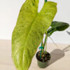 Philodendron Paraiso Verde (actual plant)