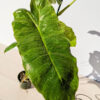 Philodendron Paraiso Verde (actual plant)