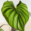 Philodendron Plowmanii (actual plant)