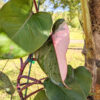 Lg A+ Philodendron Pink Princess (actual plant)