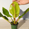 Lg. Philodendron Red Moon (actual plant)
