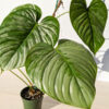 Lg A+ Philodendron Sodiroi Ornatum Giant Silver (Actual Plant)