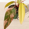 Lg A+ Philodendron Strawberry Shake (actual plant)