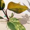 Lg A+ Philodendron Strawberry Shake (actual plant)