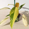 Lg A+ Philodendron Strawberry Shake (actual plant)