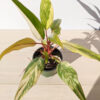 Lg A+ Philodendron Strawberry Shake (actual plant)