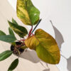 Lg A+ Philodendron Strawberry Shake (actual plant)