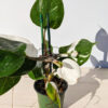 Lg A+ Philodendron White Knight (actual plant)