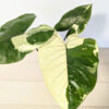 Lg Variegated Black Stem (alocasia macrorrhiza)