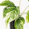 Amydrium Medium Albo Variegata (Actual Plant)