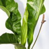 XL Anthurium Barklee (Actual Plant)