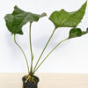 Lg Anthurium Big Splash, Spectible X Watermaliense (Actual Plant)