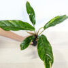 Anthurium Hookerii Variegated (Actual Plant)