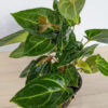 Lg Anthurium Mehani (actual plant)