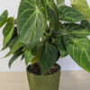 XL Anthurium Mehani (Actual Plant w/ Ceramic Ariod Pot)