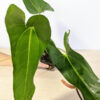 Lg Anthurium Verapazense (Actual Plant)